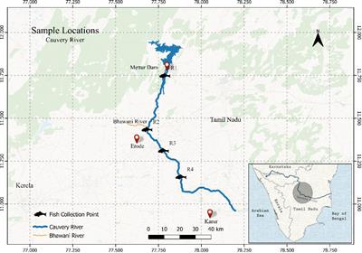 Assessment of human health risks posed by toxic heavy metals in Tilapia fish (Oreochromis mossambicus) from the Cauvery River, India